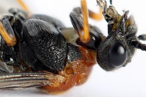 Dolerus aericeps